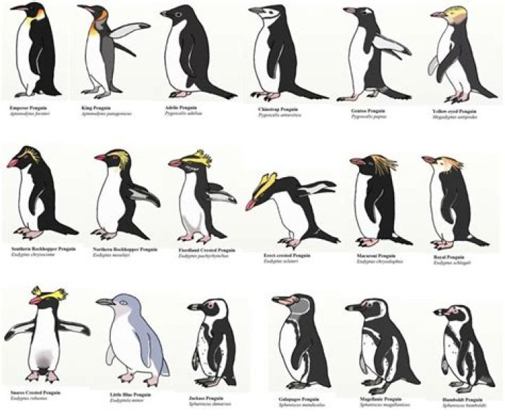 17 Penguin Species