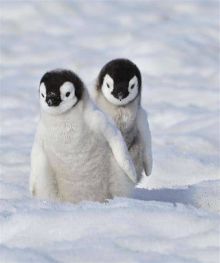 Adorable Emperor Penguins