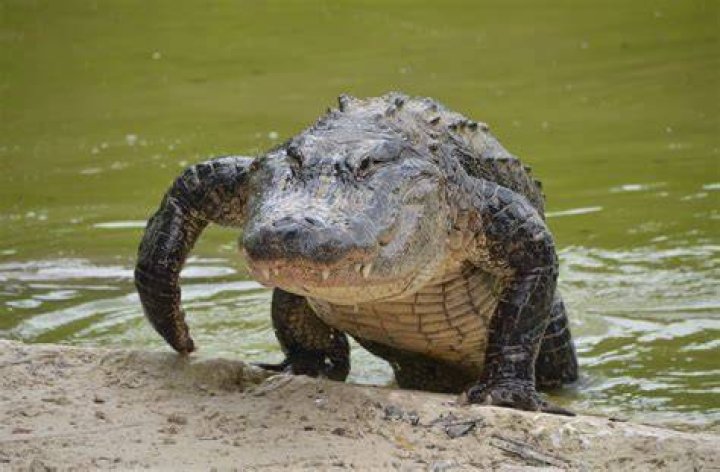 Alligator In Florida