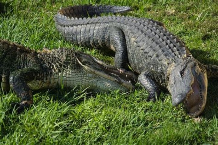 Alligators Playing