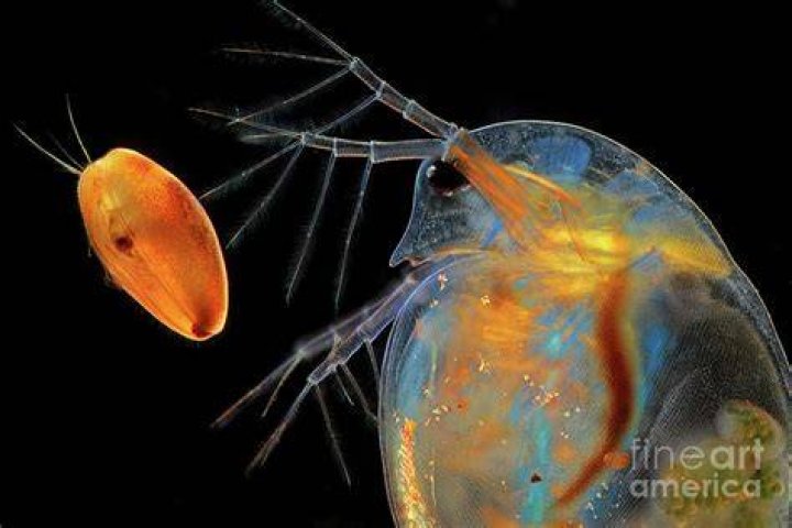 Amber With Ostracod Crustaceans