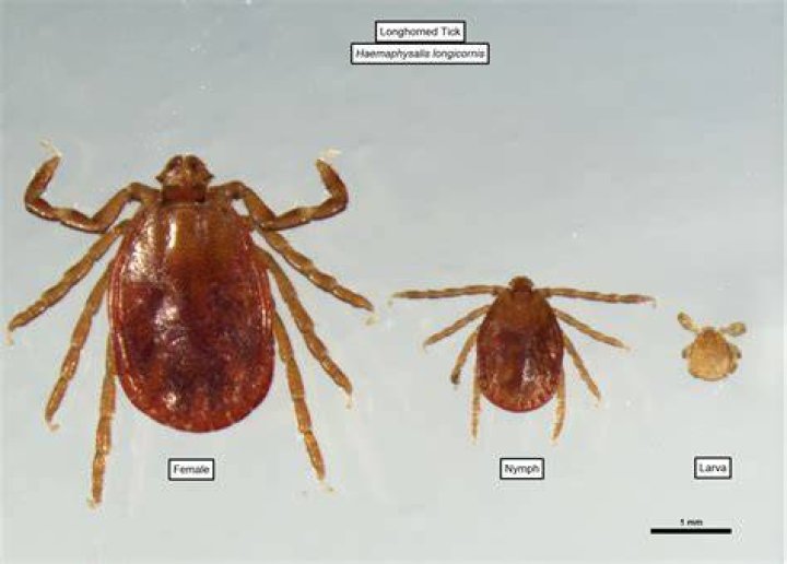Asian Longhorned Tick On Animal Ear