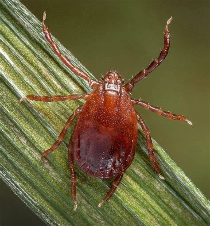 Asian Longhorned Tick