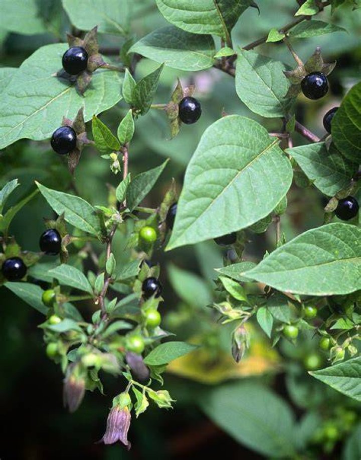 Belladonna Poison