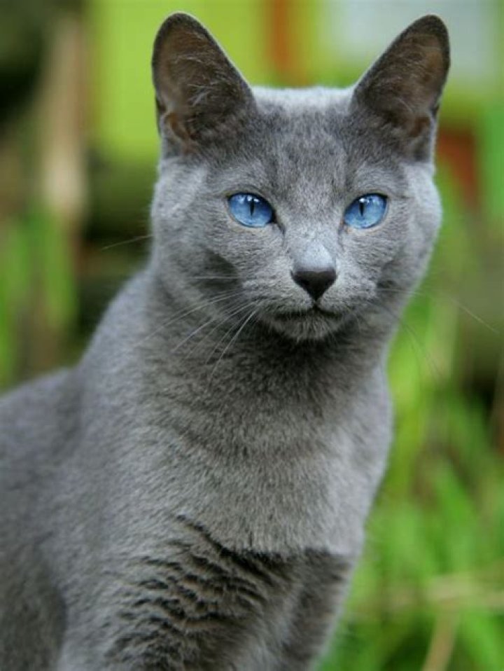 Blue Eyed Gray Cat