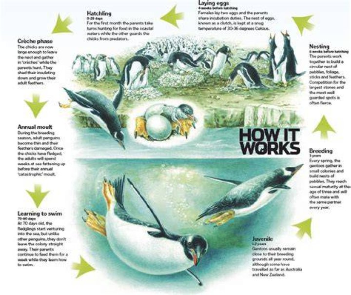 Breeding Cycle King Penguin
