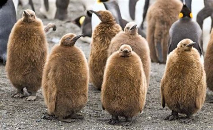 Brown Penguin Chicks