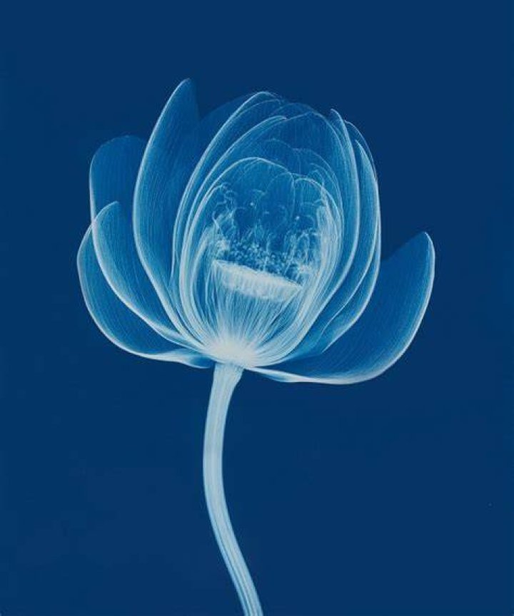 Bryan Whitney’s Incredible X-Ray Art