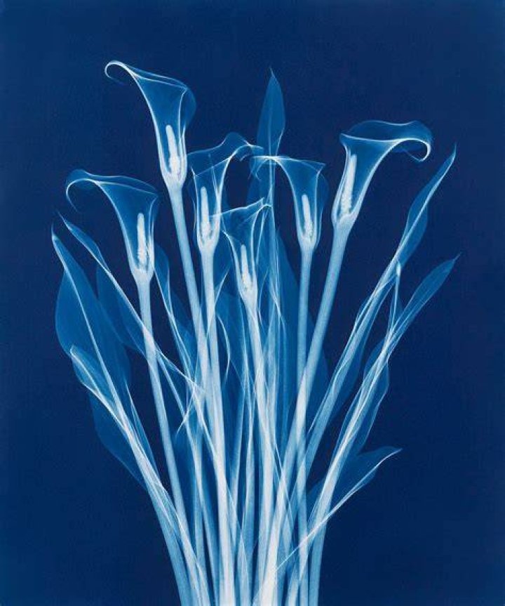 Bryan Whitney X Ray Lilies