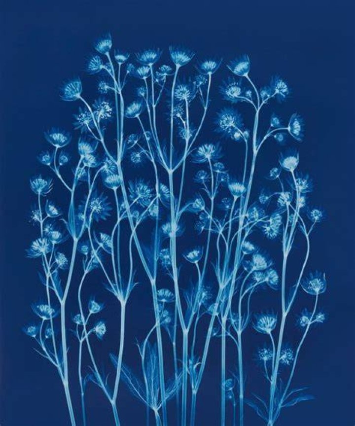 Bryan Whitney X-Ray Art