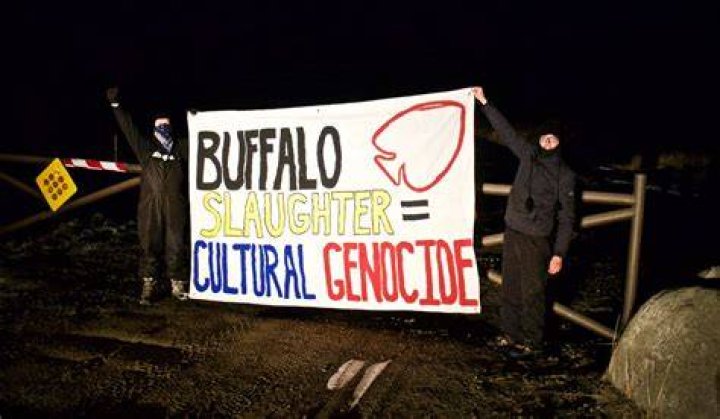 Buffalo Slaughter