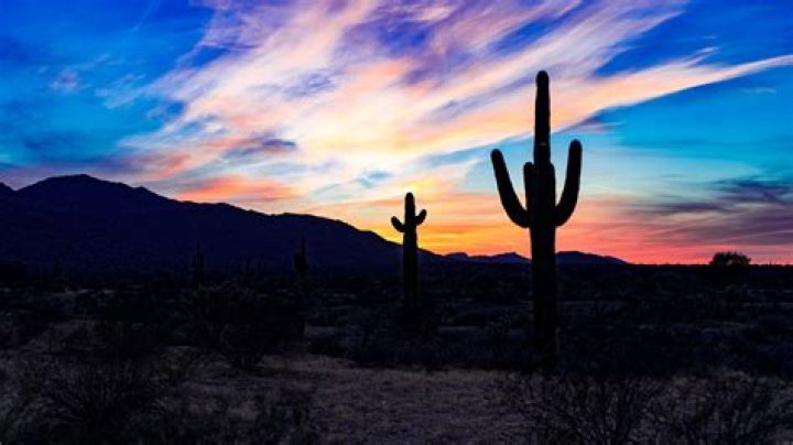 Cactus Sky
