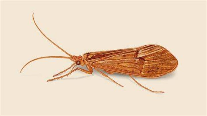 Caddis Fly Art