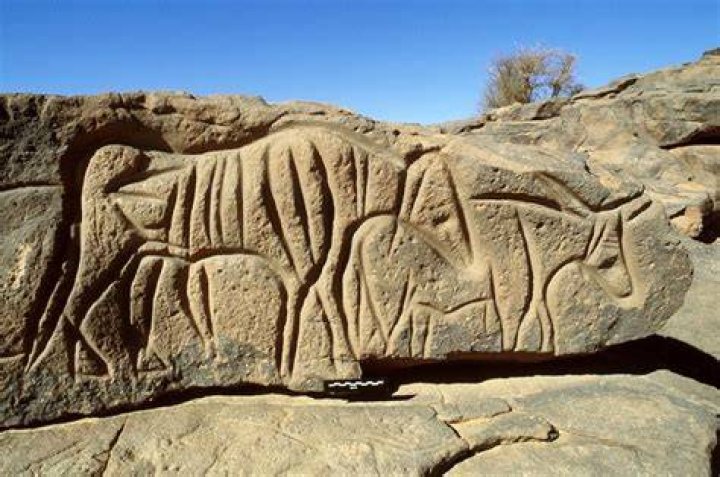 Cattle Rock Art In The Atbai Desert