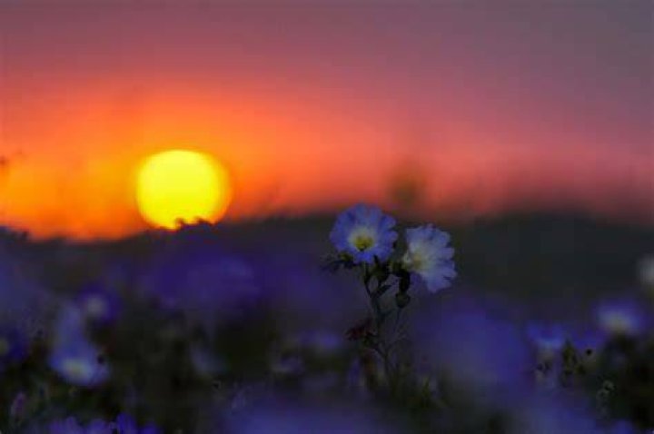Chile Man Flowers