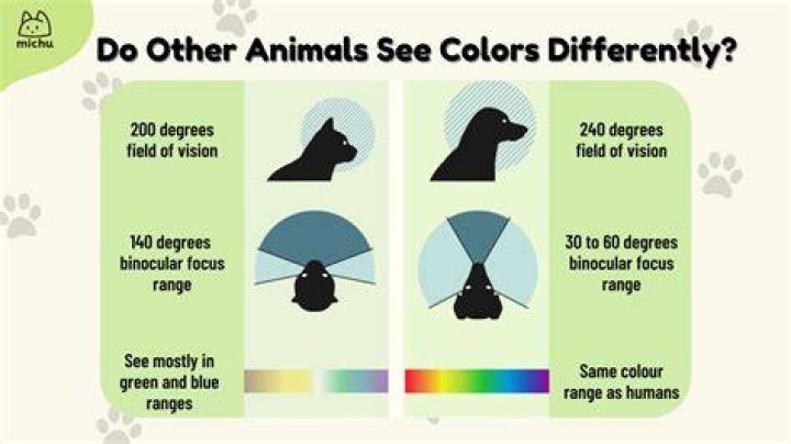 Colors Cats Can See