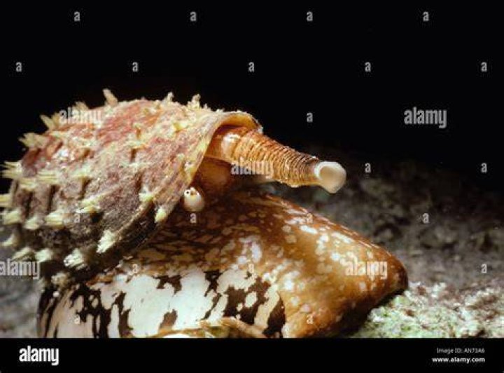 Cone Snail Shell