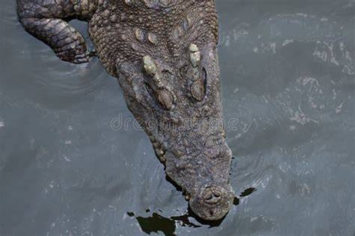 Crocodile Head Above Water
