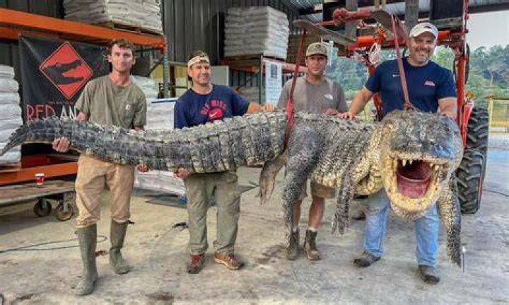 ¿Cuánto se les paga a los cazadores de caimanes? - Celebrity.fm