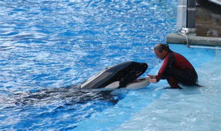 Dawn Brancheau And Tilikum