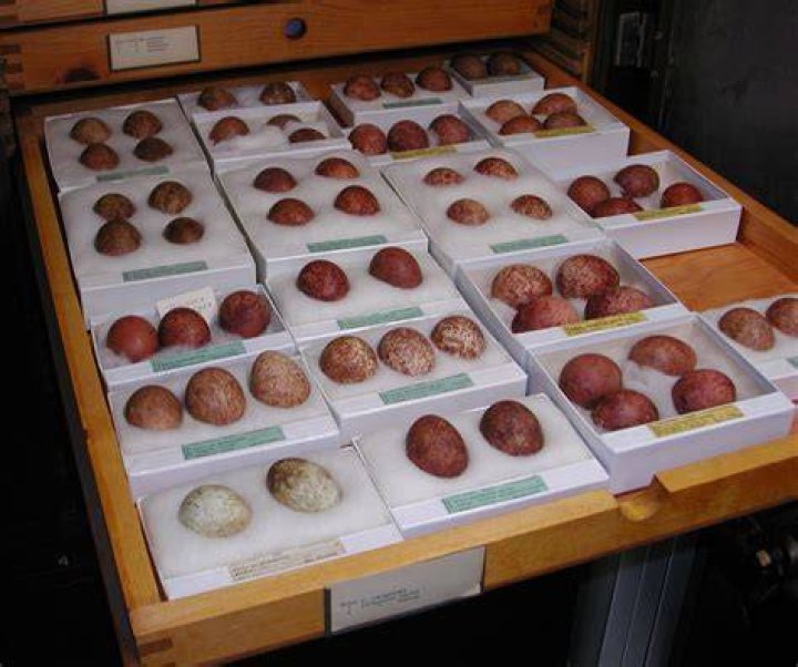 DDT Eggs