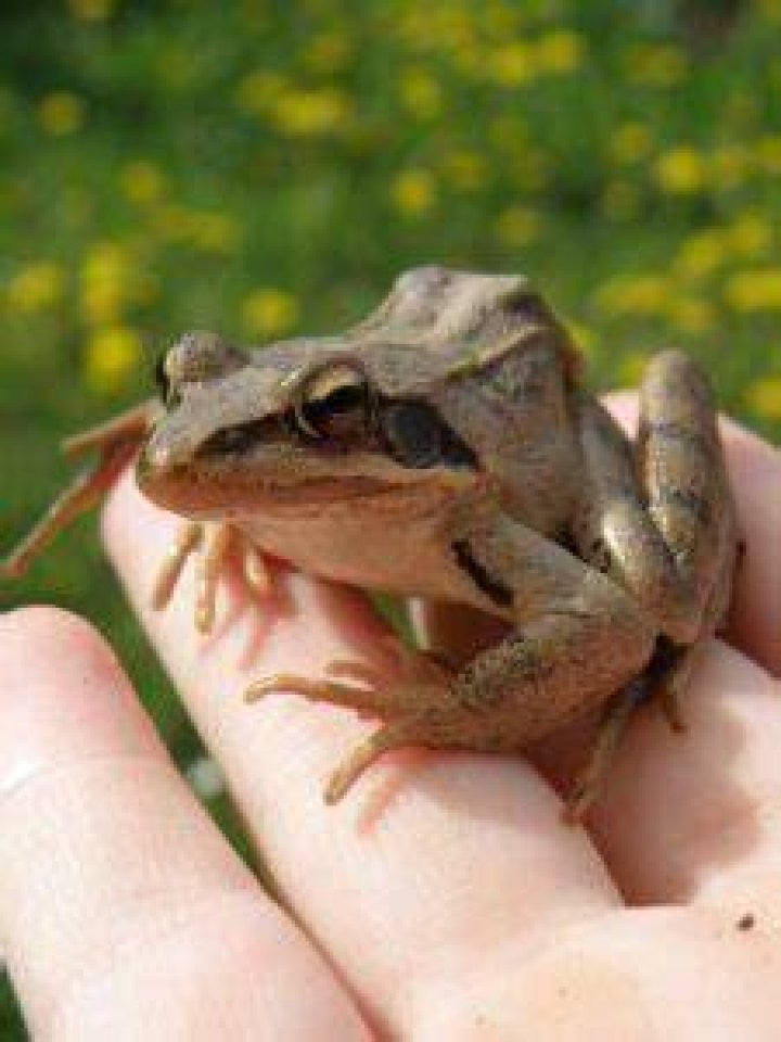 Do frogs get attached to humans?