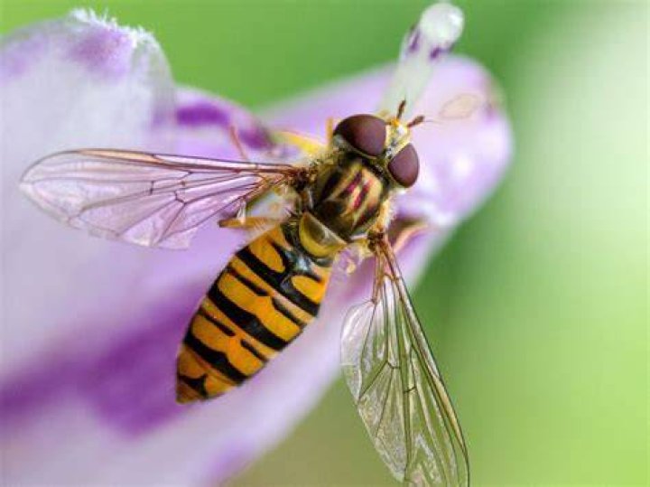 Do Hoverflies hover?