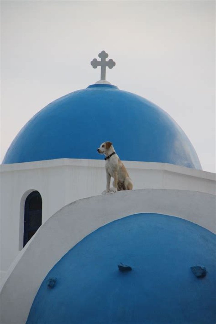 Dog In Santorini