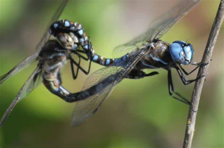 Dragonfly Sex