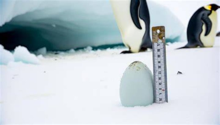emperor penguin eggs