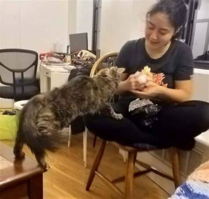 Erika Cheung has a pet cat
