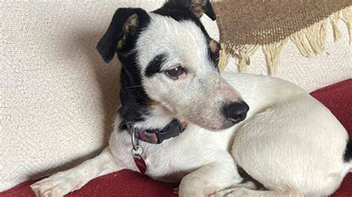 Finney The Jack Russell Terrier