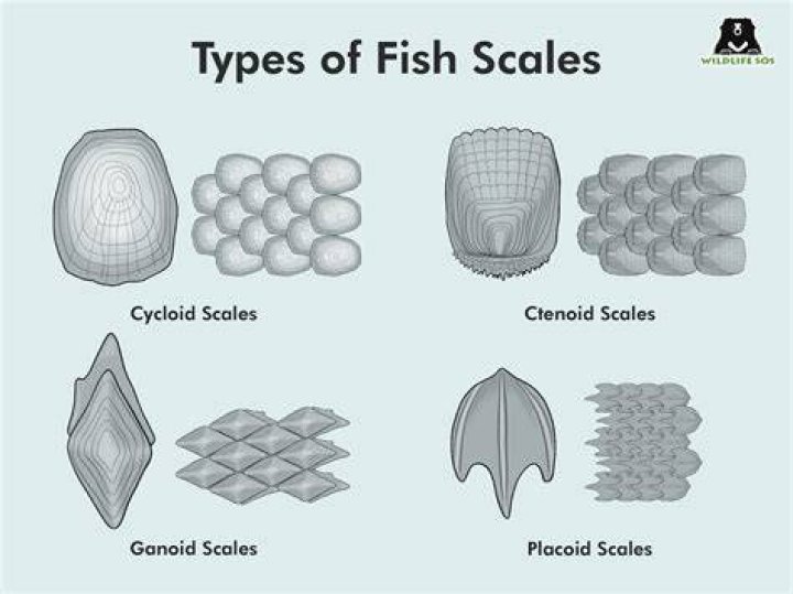Fish Scales