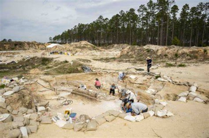 Florida Gompothere Dig Site