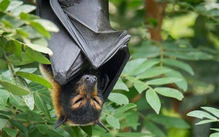 Flying Fox
