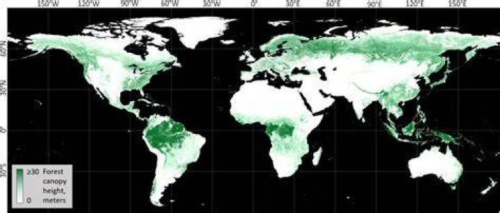 Forest Canopy Height World Map