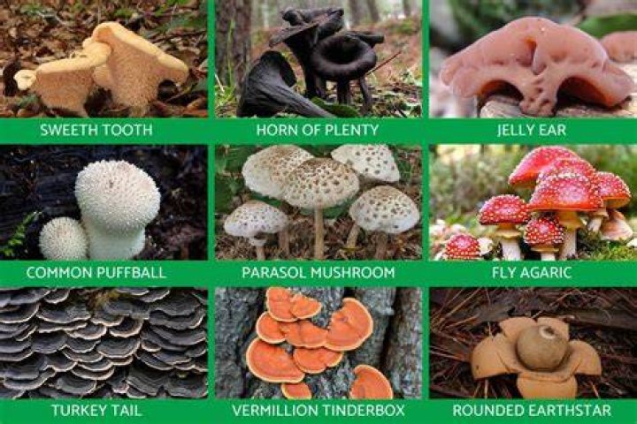 Fungi Sample