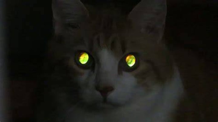 Glowing Cat Eyes