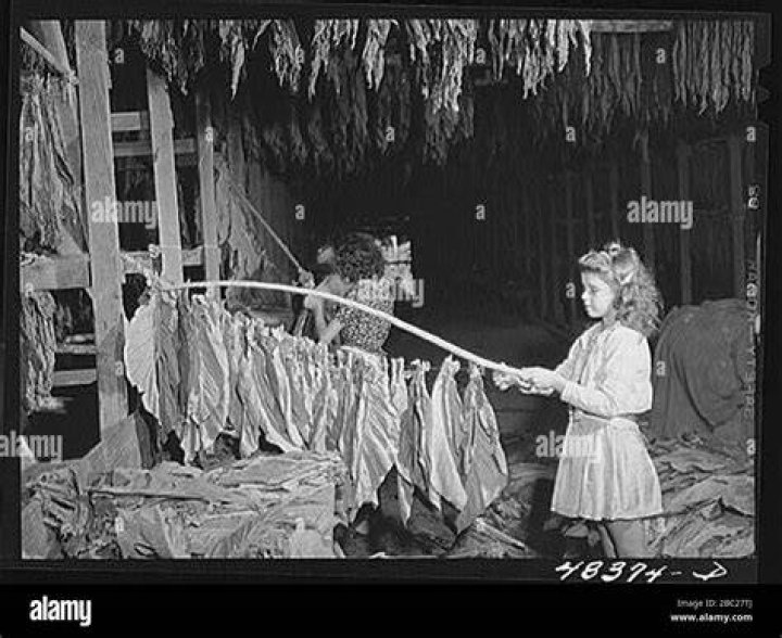 Great Depression Photos Tobacco