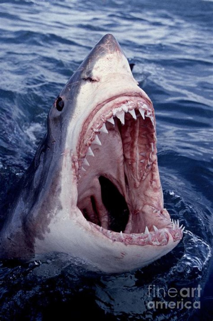 Great White Shark With Open Jaws