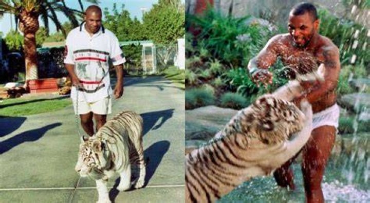 How did Mike Tyson lose his tigers?