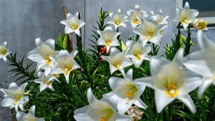 How to grow easter lilies