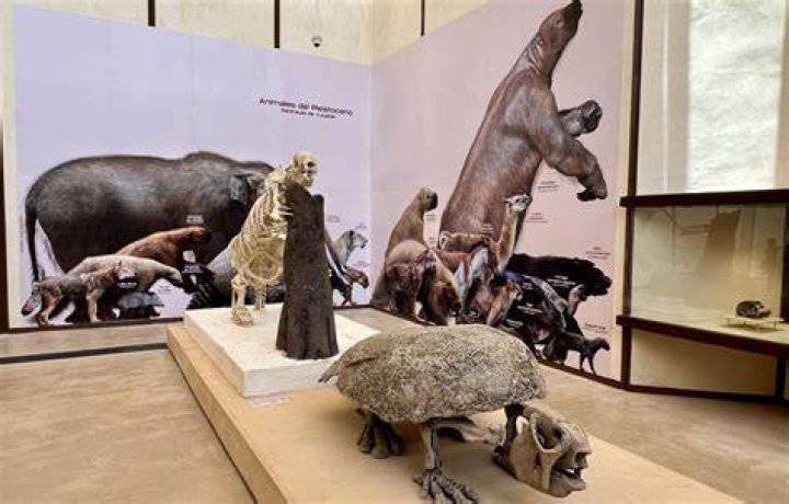 Hoyo Negro Fossil Collection