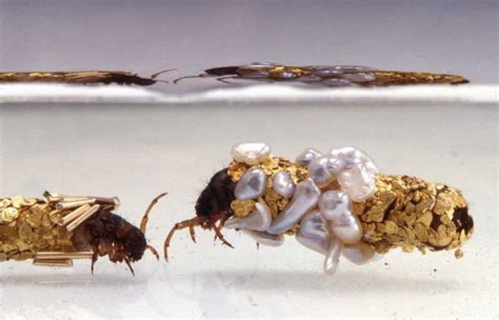 Hubert Duprat Caddis Fly Gold Case
