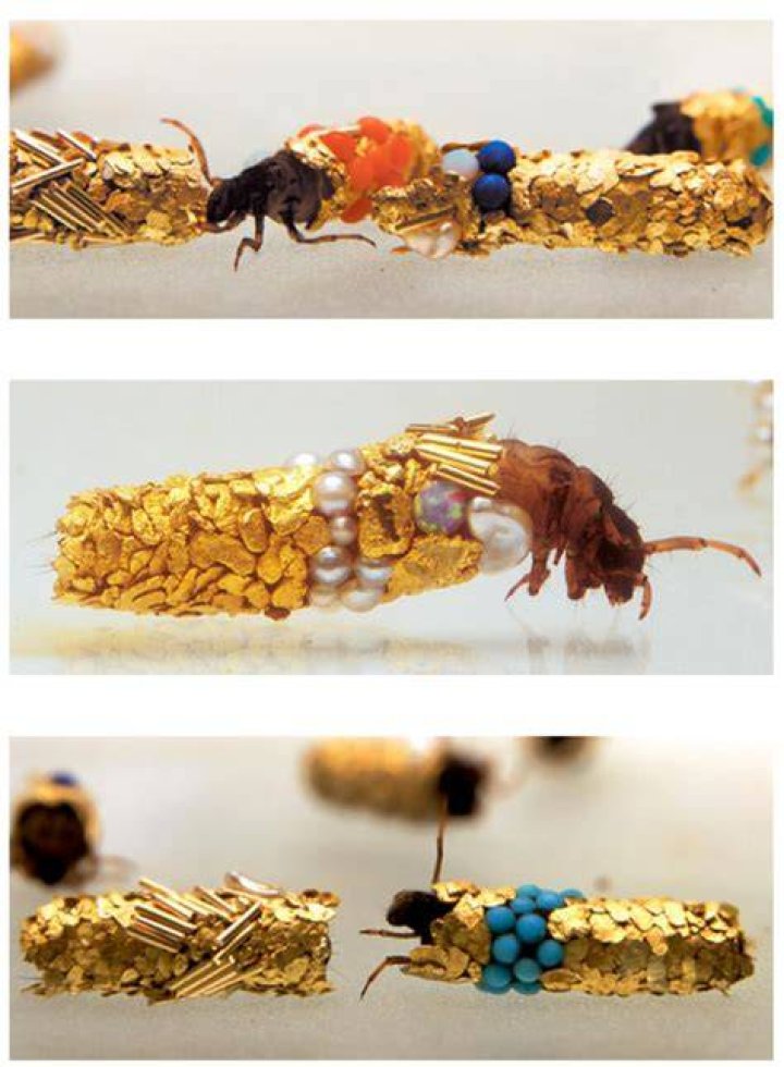 Hubert Duprat Caddis Fly Natural Habitat