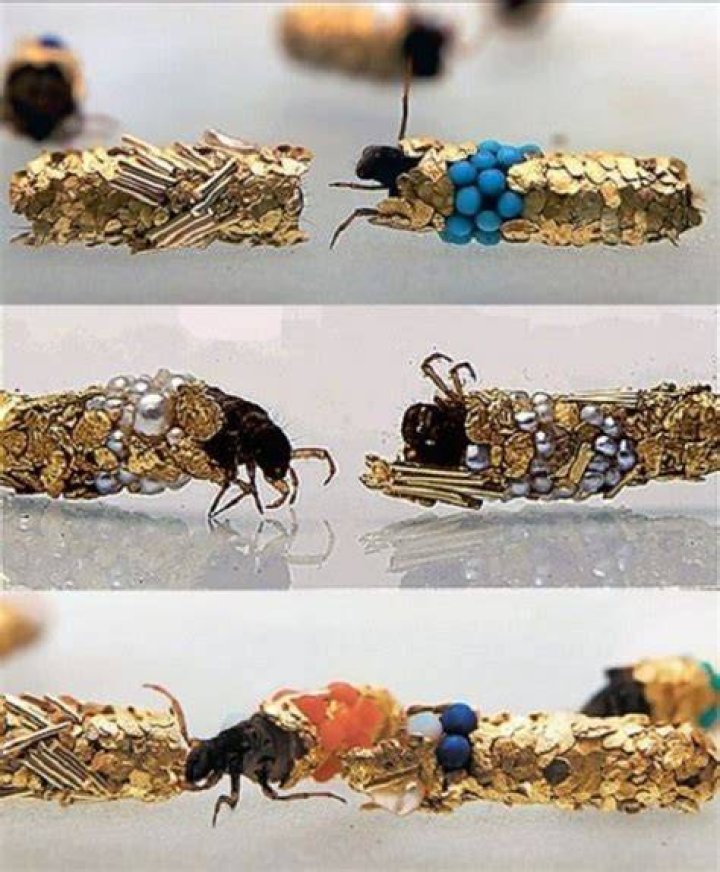 Hubert Duprat Caddis Fly