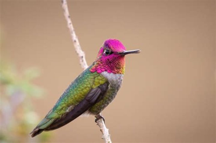 Hummingbird