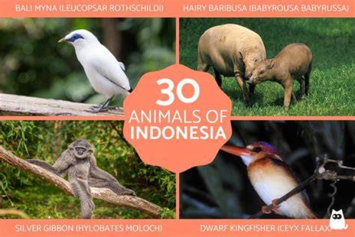 Indonesia Man Animals