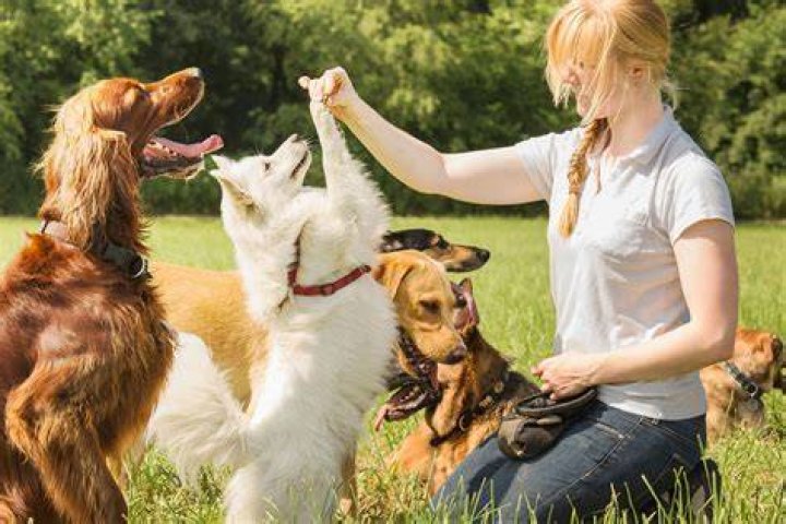 Is Jas A good dog trainer?