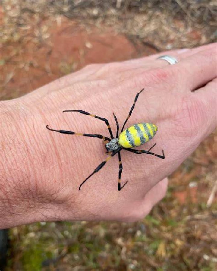Joro Spider